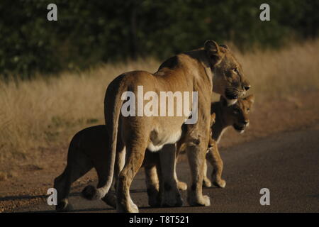 Lionne avec oursons sur une route Banque D'Images