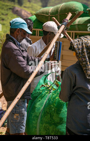 Vue verticale de travailleurs des plantations de thé balles pesant des feuilles de thé de Munnar, Inde. Banque D'Images