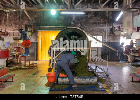 Vue horizontale de travailleurs d'une usine de thé de Munnar, Inde. Banque D'Images