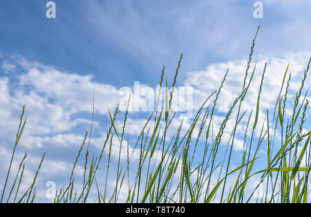 Inclinez vers le haut de de hauteur d'herbe sauvage vert ondulant doucement dans le vent contre blue sky with copy space Banque D'Images