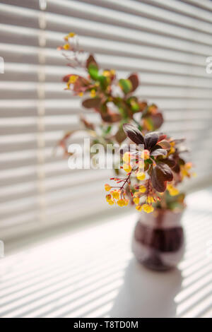 Branches d'épine-vinette arbuste avec des fleurs jaunes en fleurs dans un petit vase en céramique sur le rebord avec un beau soleil Banque D'Images