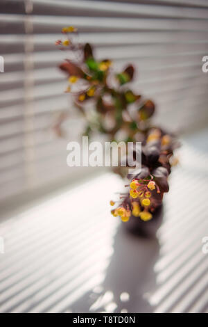 Branches d'épine-vinette arbuste avec des fleurs jaunes en fleurs dans un petit vase en céramique. Lumière du soleil à travers les persiennes sur le rebord avec un beau bouquet Banque D'Images