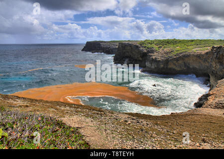 Lignes de sargassum s'étendent sur des kilomètres le long de la surface de l'océan, Anse Bertrand, Guadeloupe, iles du Caraïbes, France Banque D'Images