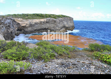 Lignes de sargassum s'étendent sur des kilomètres le long de la surface de l'océan, Anse Bertrand, Guadeloupe, iles du Caraïbes, France Banque D'Images