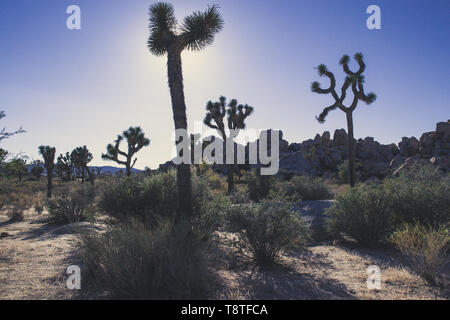 Joshua Tree National Park le soir, pendant la golden hour et le coucher du soleil, avec ciel bleu Banque D'Images