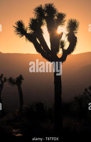 Joshua Tree National Park le soir, pendant la golden hour et le coucher du soleil, avec ciel bleu Banque D'Images