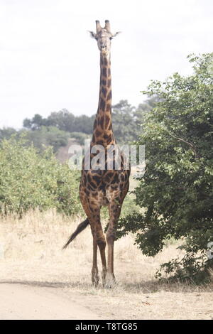 Girafe adultes Banque D'Images