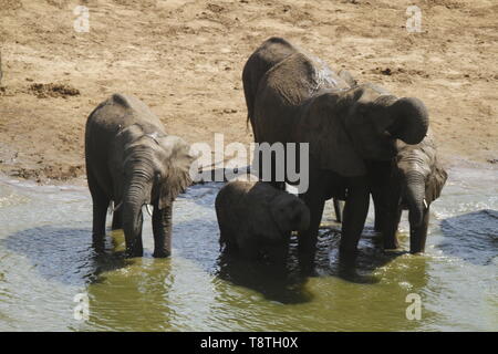 Troupeau d'éléphants de potable river bed Banque D'Images