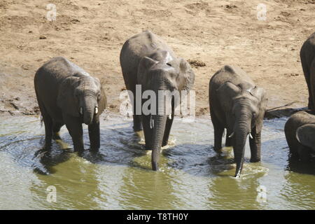 Troupeau d'éléphants de potable river bed Banque D'Images