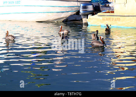 Les pélicans de front la natation dans le port de Saint-François, Guadeloupe, Iles du Caraïbes, France Banque D'Images