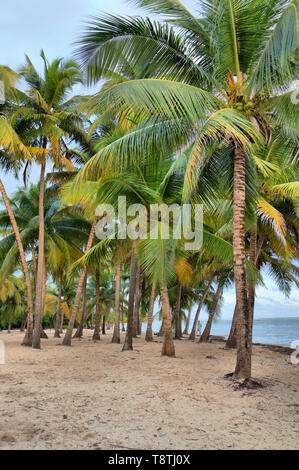Des cocotiers, Grande-Terre, Guadeloupe, iles du Caraïbes, France Banque D'Images