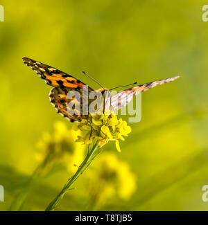 Première face close up on peint en orange vif lady butterfly assis sur la moutarde jaune avec des fleurs fleurs sauvages en arrière-plan. Banque D'Images