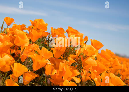 Fleurs de pavot de Californie orange vibrant blooming under blue sky in close up side angle view. Banque D'Images