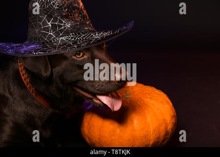 Cute dog in hat et Halloween citrouille sur fond sombre Banque D'Images