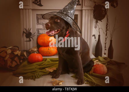 Cute dog in hat près de cheminée décorée pour l'Halloween Banque D'Images