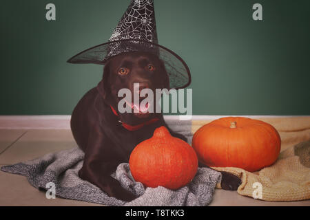 Cute dog in hat et Halloween pumpkins près de mur de couleur Banque D'Images