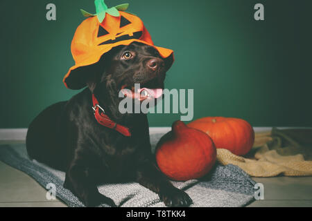 Cute dog in hat et Halloween pumpkins près de mur de couleur Banque D'Images