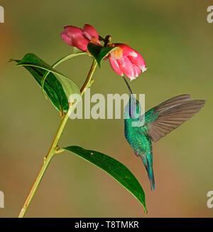 Colibri thalassinus mexicain (violetear) en vol, de boire le nectar à une fleur rose, Costa Rica Banque D'Images