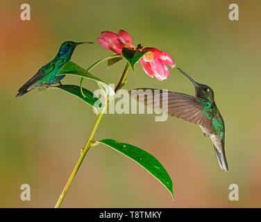 Colibri thalassinus mexicain (violetear) et Fiery colibri à gorge rubis (Panterpe insignis) en vol, boire le nectar de fleurs roses, Costa Rica Banque D'Images