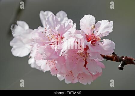 Fleur d'amande (Prunus dulcis), Route des Vins du Sud, Rhénanie-Palatinat Allemagne Banque D'Images