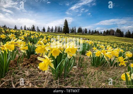 Fleurs de la mer jaune de fleurs de jonquilles (Narcissus) dans un pré, Tete de Ran, vue de Alpes, Jura suisse, Canton de Neuchâtel, Suisse Banque D'Images