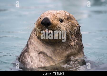 Loutre de mer (Enhydra lutris) dans de l'eau a l'air agressif, portrait animal, Seward, Alaska, USA Banque D'Images