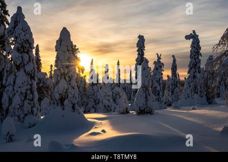 Sapins couverts de neige en hiver, au coucher du soleil, Parc National de Riisitunturi, Espoo, Helsinki, Finlande Banque D'Images