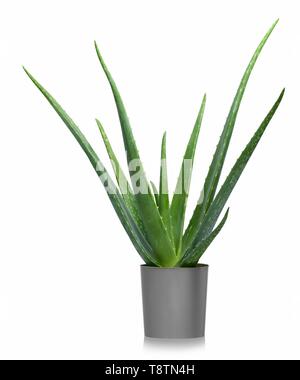 L'aloès (Aloe vera), pot de fleurs en dentelle, fond blanc, Allemagne Banque D'Images