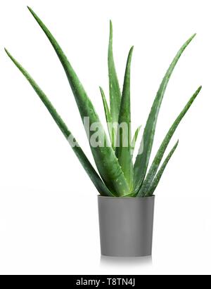 L'aloès (Aloe vera), pot de fleurs en dentelle, fond blanc, Allemagne Banque D'Images