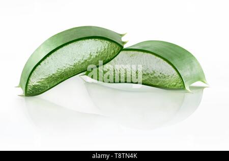 L'aloès (Aloe vera), feuille coupée avec couche de gel, dentelle, fond blanc, Allemagne Banque D'Images