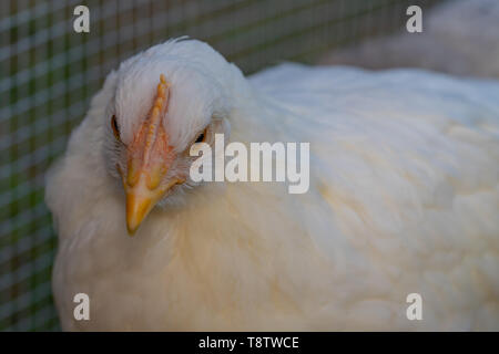 Close-up d'alerte de poulettes blanc poulet en cage de poulet d'arrière-cour Banque D'Images