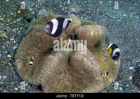 Saddleback poisson clown (Amphiprion polymnus) sur Haddon anemone, Raja Ampat, Papouasie occidentale, en Indonésie. Banque D'Images