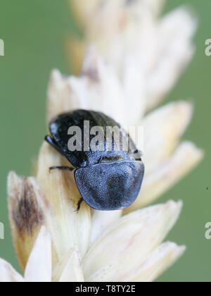 Phosphuga atrata, carrion beetle Banque D'Images