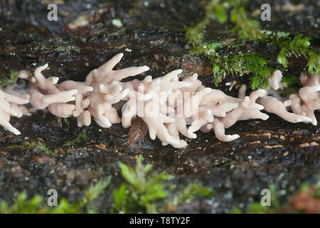 Les champignons, Lentaria subcaulescens, poussant sur un tronc d'un chêne massif Banque D'Images