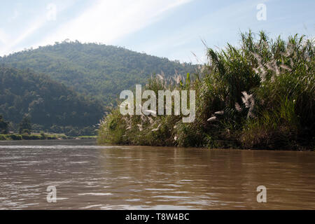 La rivière Kok Thaïlande, mettant en lumière la lumière du soleil longues herbes on riverbank Banque D'Images