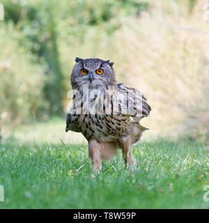 Un hibou Grand-duc d'Europe dans les prés au Barn Owl Centre de Gloucestershire, Angleterre, RU Banque D'Images