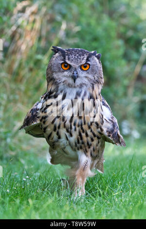 Un hibou Grand-duc d'Europe dans les prés au Barn Owl Centre de Gloucestershire, Angleterre, RU Banque D'Images