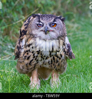 Un hibou Grand-duc d'Europe dans les prés au Barn Owl Centre de Gloucestershire, Angleterre, RU Banque D'Images