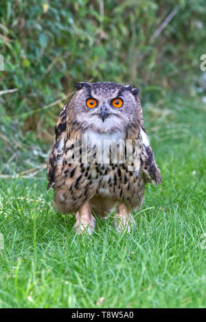 Un hibou Grand-duc d'Europe dans les prés au Barn Owl Centre de Gloucestershire, Angleterre, RU Banque D'Images