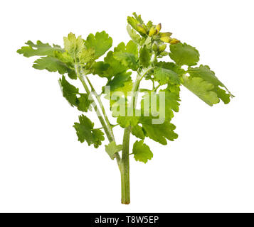 Oligotype genre de plantes dicotylédone chélidoine (Chelidonium) isolé sur fond blanc Banque D'Images