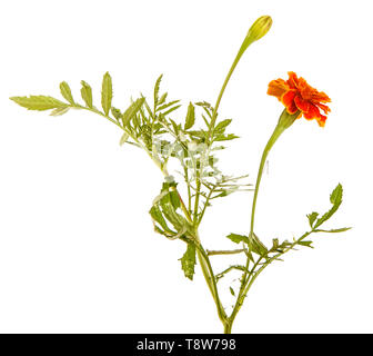 Une fleur d'une orange marigold. Isolated on white Banque D'Images
