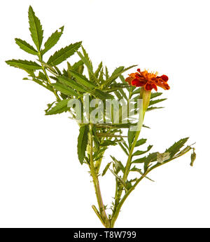 Une fleur d'une orange marigold. Isolated on white Banque D'Images