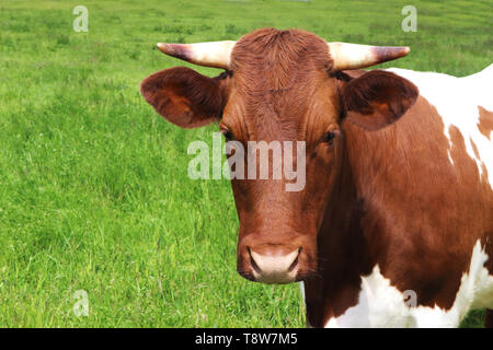 Portrait d'une jeune et belle vache simmental sur un vert pâturage, looking at camera Banque D'Images