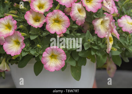 Rose blanc et jaune calibrachoa pétunia comme des fleurs en pot libre. Banque D'Images