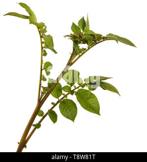 Partie d'une pomme de terre bush avec des feuilles vertes. Isolated on white Banque D'Images