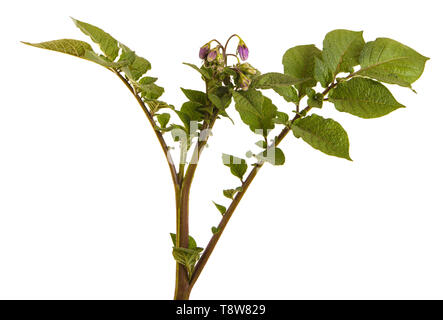 Partie d'une pomme de terre bush avec des feuilles vertes. Isolated on white Banque D'Images