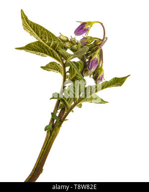 Partie d'une pomme de terre bush avec des feuilles vertes. Isolated on white Banque D'Images