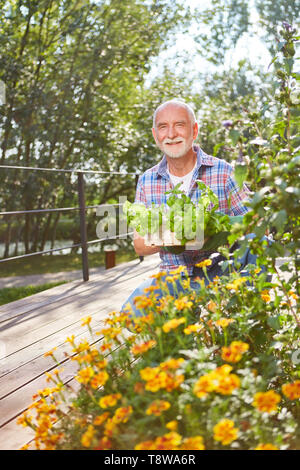 Les cadres supérieurs en été sur le balcon avec des fleurs et le basilic à la plantation Banque D'Images