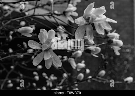 Premières fleurs du printemps Banque D'Images