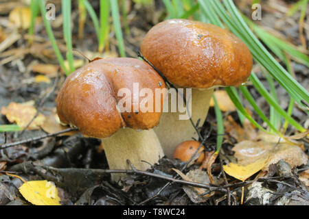 Famille de blanc de champignons dans les bois entre l'herbe et de feuilles mortes Banque D'Images